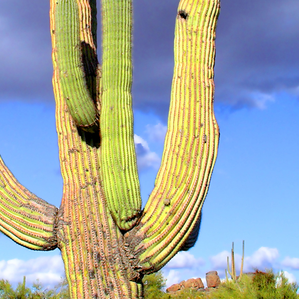 Art Guy Creative Illustration