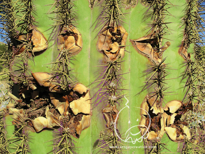 Color Study Saguaro Cactus