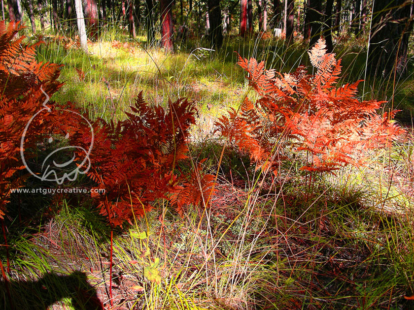 Photographic Landscape Study