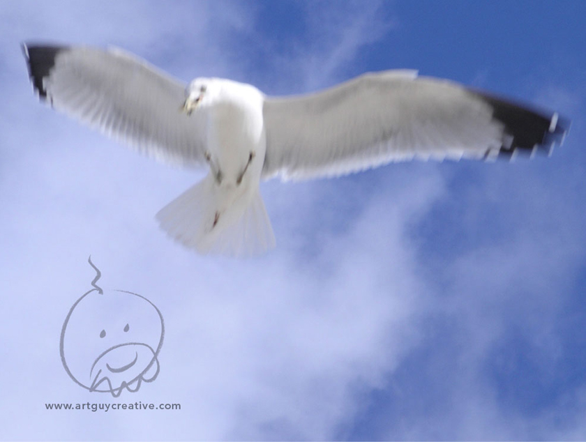 Seagull Photograph