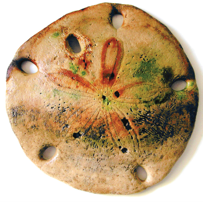 Photography Study Sand Dollar