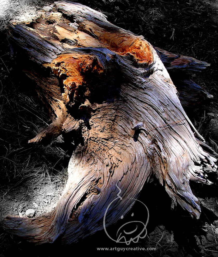 Photograph Tree Stump