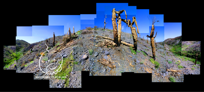 Arizona Landscape Photography Montage