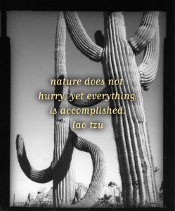 Nature does not hurry, yet everything is accomplished. Lao Tzu